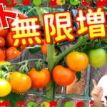 【トマト無限増殖】解説